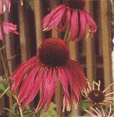 JT Kräuter roter Sonnenhut.jpg